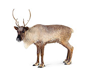 MAM 25 RK0002 06
Profile Shot Of Female Reindeer On White Seamless