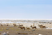 MAM 25 SK0003 01
Herd Of Caribou Running On Beach