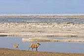 MAM 25 SK0004 01
Caribou Mother And Calf Running On Beach