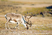 MAM 25 SK0005 01
Male Svalbard Reindeer Grazing In Tundra