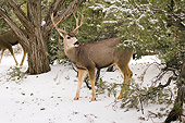 MAM 25 SK0006 01
Bull Mule Deer Standing In Snow In Grand Canyon National Park