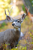 MAM 25 WF0001 01
Portrait Of Mule Deer Stag Standing In Forest
