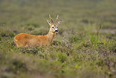 MAM 25 WF0002 01
European Roe Deer Ale Standing In Meadow