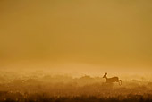 MAM 25 WF0003 01
European Roe Deer Doe Running Through Meadow At Night