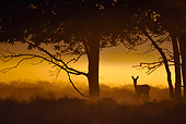 MAM 25 WF0004 01
European Roe Deer Doe Standing In Meadow At Night