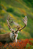 MAM 25 DB0001 01
Barren Ground Caribou In Velvet On Autumn Tundra Alaska