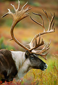 MAM 25 DB0002 01
Barren Ground Caribou Velvet On Autumn Tundra Alaska