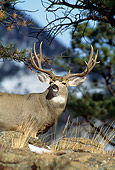 MAM 25 RF0011 01
Mule Deer Buck Standing Behind Rocks By Trees