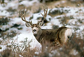 MAM 25 RF0012 01
Mule Deer Buck During Rut Standing In Field In Winter