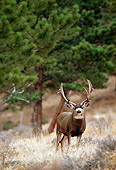MAM 25 RF0013 01
Mule Deer Buck Standing In Field By Trees