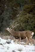 MAM 25 RF0014 01
Mule Deer Buck Lip Curling In Snow-Covered Field In Winter