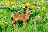 MAM 25 RW0001 01
Two Week Old Mule Deer Fawn In Spring Wildflowers