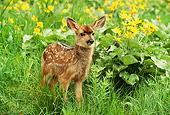 MAM 25 RW0002 01
Two Week Old Mule Deer Fawn In Spring Wildflowers