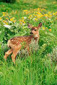 MAM 25 RW0003 01
Two Week Old Mule Deer Fawn In Spring Wildflowers