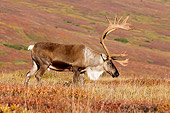 MAM 25 SK0001 01
Caribou Bull Foraging Autumn Denali National Park Alaska