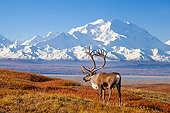 MAM 25 SK0002 01
Caribou Bull Foraging Autumn Denali National Park Alaska