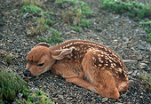 MAM 25 TL0001 01
Black-tailed Deer Fawn Laying On Dirt