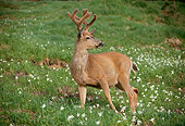 MAM 25 TL0002 01
Black-tailed Buck In Field