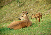 MAM 25 TL0003 01
Black-tailed Buck With Curious Fawn On Grass