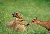 MAM 25 TL0004 01
Black-tailed Doe And Buck Greeting On Grass