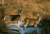 MAM 25 TL0006 01
Portrait Of White-tailed Doe And Buck In Water