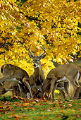 MAM 25 TL0007 01
Portrait Of White-tailed Deer In Fall