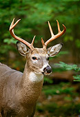 MAM 25 TL0011 01
Portrait Head Shot Of White-tailed Deer Buck
