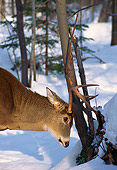MAM 25 TL0012 01
Portrait Head Shot Of White-tailed Deer Buck Rubbing Tree In Snow