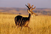 MAM 25 TL0014 01
Portrait Of Mule Deer Buck In Field At Sunset