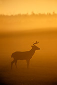 MAM 25 TL0015 01
White-Tail Deer Buck On Foggy Morning
