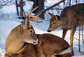 MAM 25 TL0016 01
White-Tailed Buck And Doe In Winter