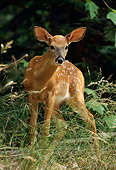 MAM 25 TL0017 01
Portrait Of White-tail Deer Fawn