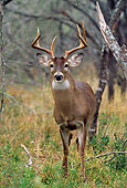 MAM 25 TL0018 01
Portrait Of White-tail Deer Buck