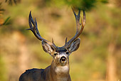 MAM 25 TL0020 01
Portrait Head Shot Of Mule Deer Buck