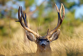 MAM 25 TL0021 01
Portrait Head Shot Of Mule Deer Buck