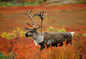 MAM 25 TL0022 01
Portrait Of Caribou Bull In Field Shedding Velvet