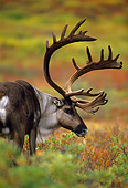 MAM 25 TL0023 01
Portrait Head Shot Of Caribou Bull In Pasture