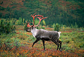 MAM 25 TL0024 01
Portrait Of Caribou Bull In Pasture In Fall