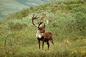 MAM 25 TL0025 01
Caribou Bull Standing On Hillside In Alaska
