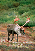 MAM 25 TL0026 01
Caribou Bull Walking Across Field In Autumn