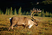 MAM 25 TL0027 01
Profile Of Caribou Bull Walking Across Field In Autumn