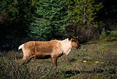 MAM 25 TL0028 01
Profile Of Woodland Caribou Bull Standing In Field In Summer