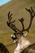 MAM 25 TL0029 01
Head Shot Of Caribou Bull Bellowing Hillside Low Angle