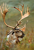 MAM 25 TL0030 01
Portrait Head Shot Of Caribou Bull
