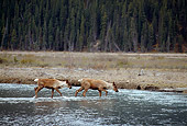 MAM 25 TL0031 01
Profile Of Two Woodland Caribou Crossing A River Near A Pine Forest