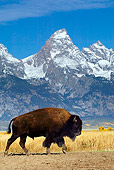 MAM 26 KH0002 01
American Bison Walking In Field By Mountains