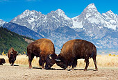 MAM 26 KH0003 01
Two American Bison Bulls Fighting In Field By Mountains