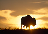 MAM 26 LS0001 01
Silhouette Of Plains Bison Standing In Field At Sunset In North Dakota Badlands
