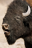MAM 26 MC0001 01
Head Shot Of Buffalo Yellowstone National Park