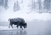 MAM 26 MC0002 01
Bison Crossing Icy River Yellowstone National Park